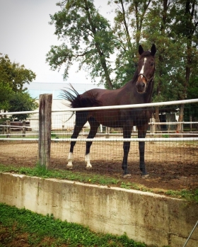 Il Vostro Cavallo in mani esperte! - Scuderia Crazy Jumping